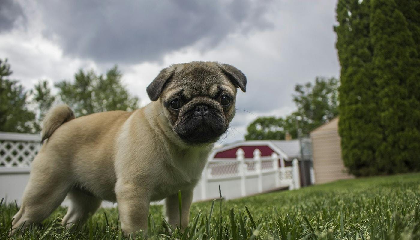 Pug in the garden with storm clouds behind him