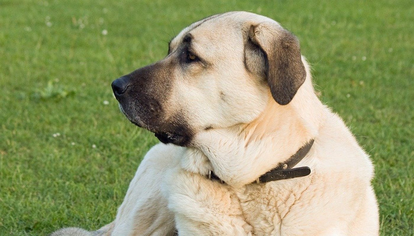 Either an Anatolian Shepherd or a Kangal  - they look very similar 