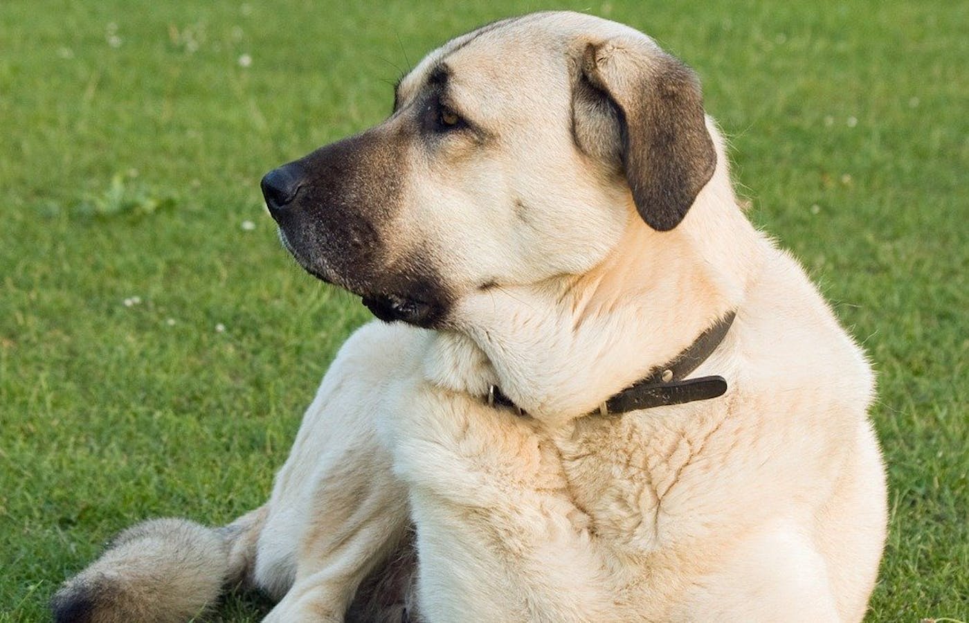 Either an Anatolian Shepherd or a Kangal  - they look very similar 