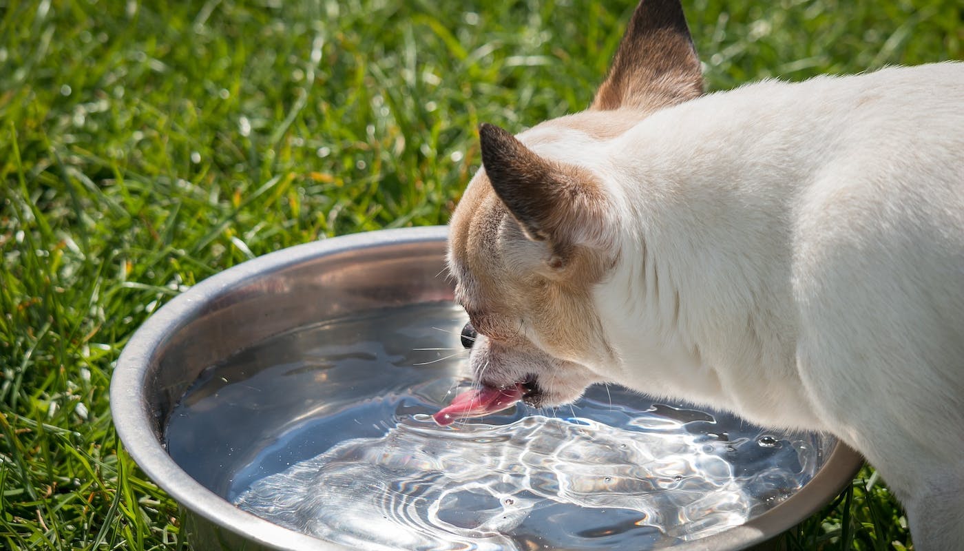dog having a slurp of water 