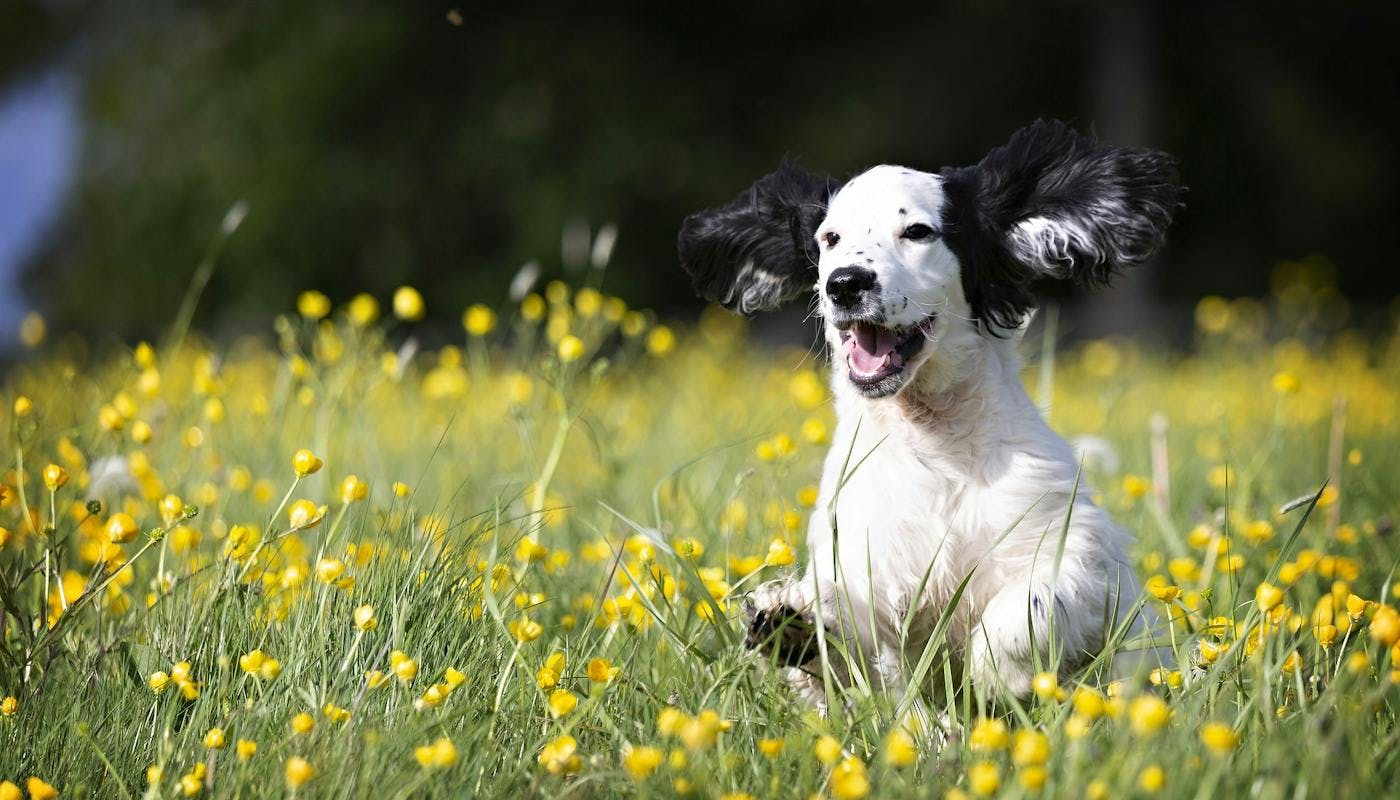 Happy Spaniel running through long grass 