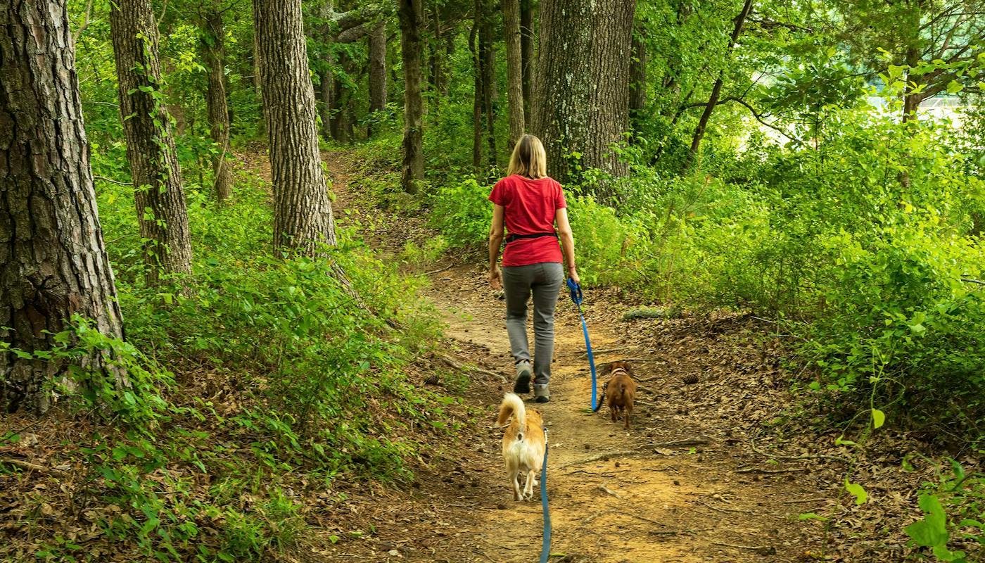 lady walking to dogs in woods