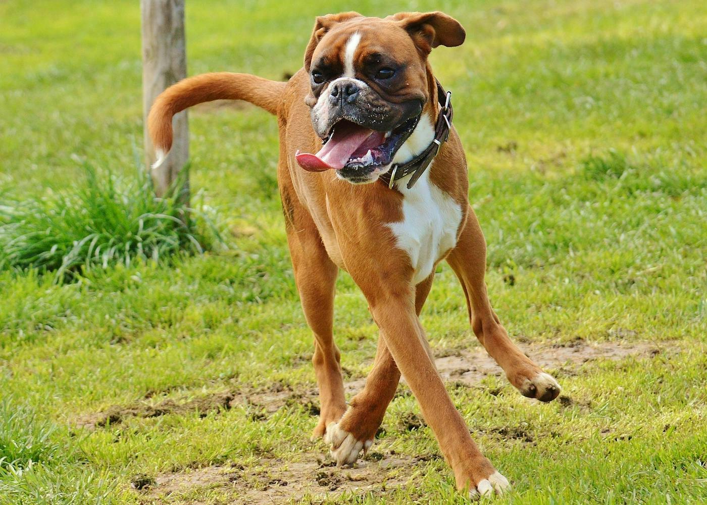 Boxer with a tail 