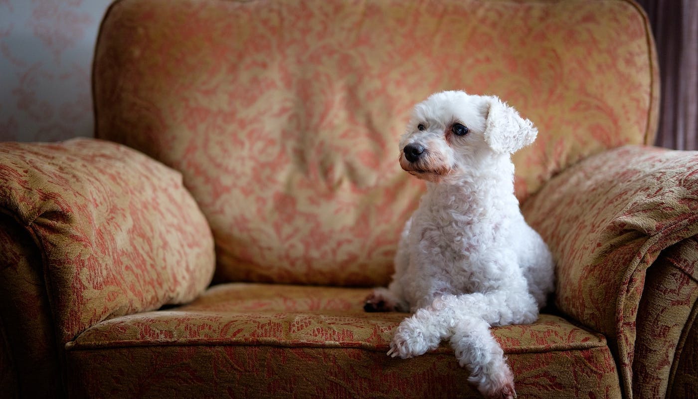 elegant poodle chilling on armchair 