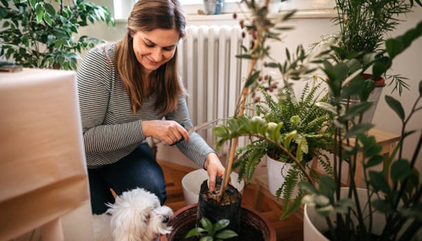 Dog in house with owner and plants