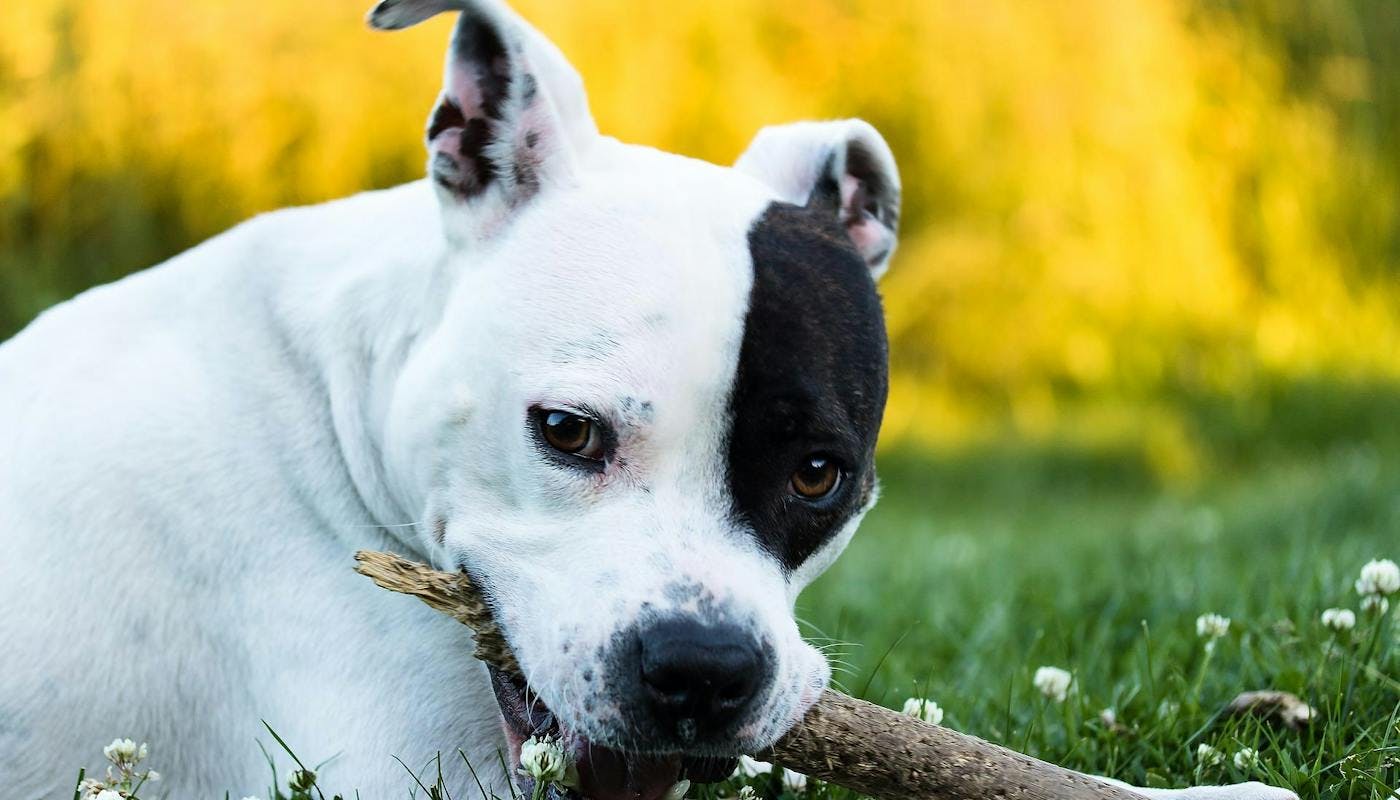 American Staffordshire Terrier chomping on a stick