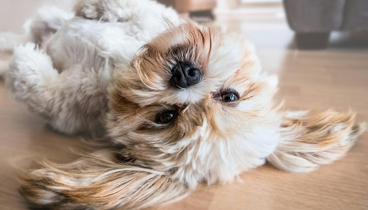 Shih tzu chilling out on his back