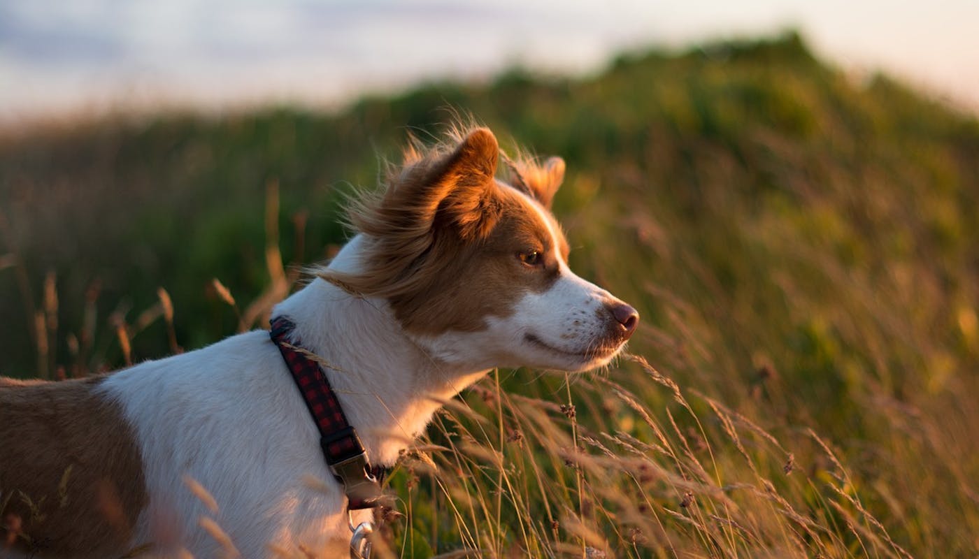 littler terrier staring into the sunset