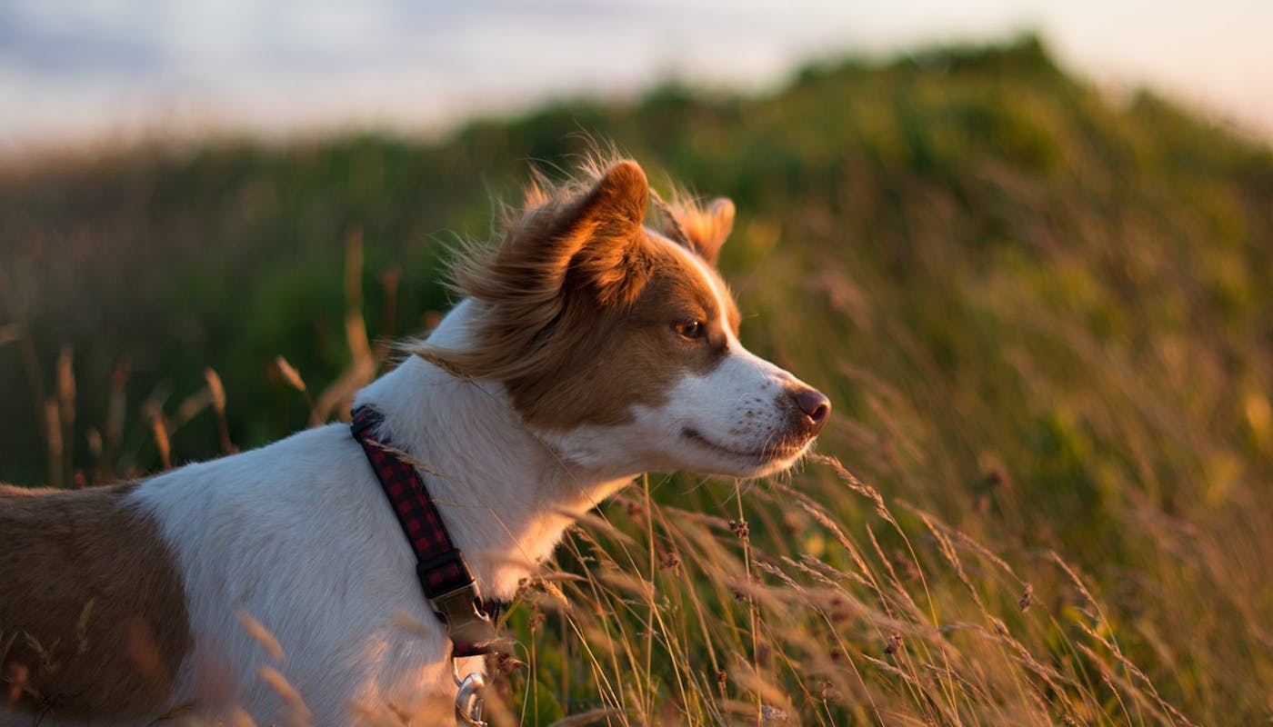 littler terrier staring into the sunset