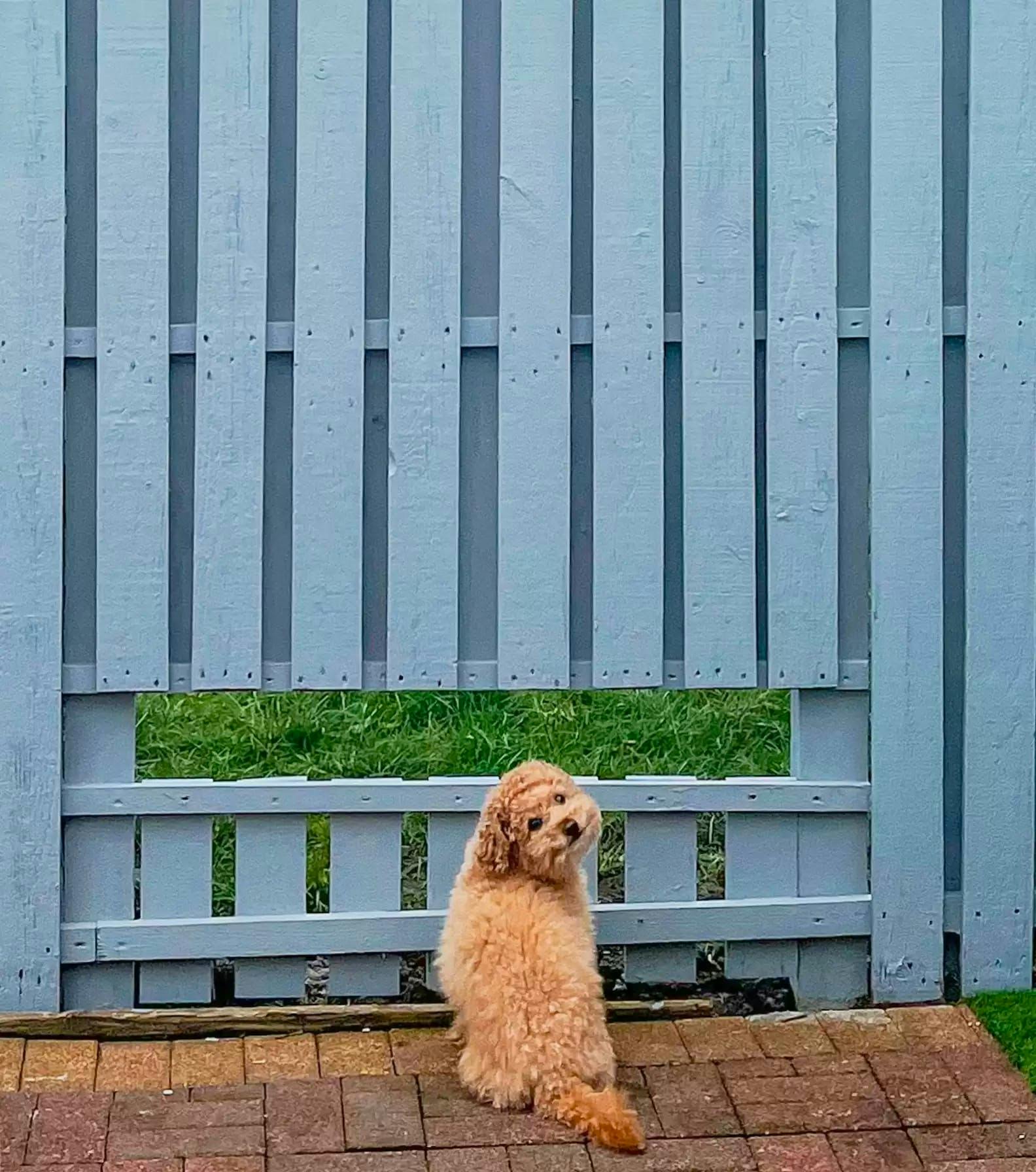 Harry the dog smiling next to his new fence window