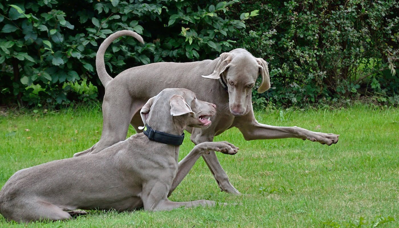 Two Weimaraner's playing with one another 