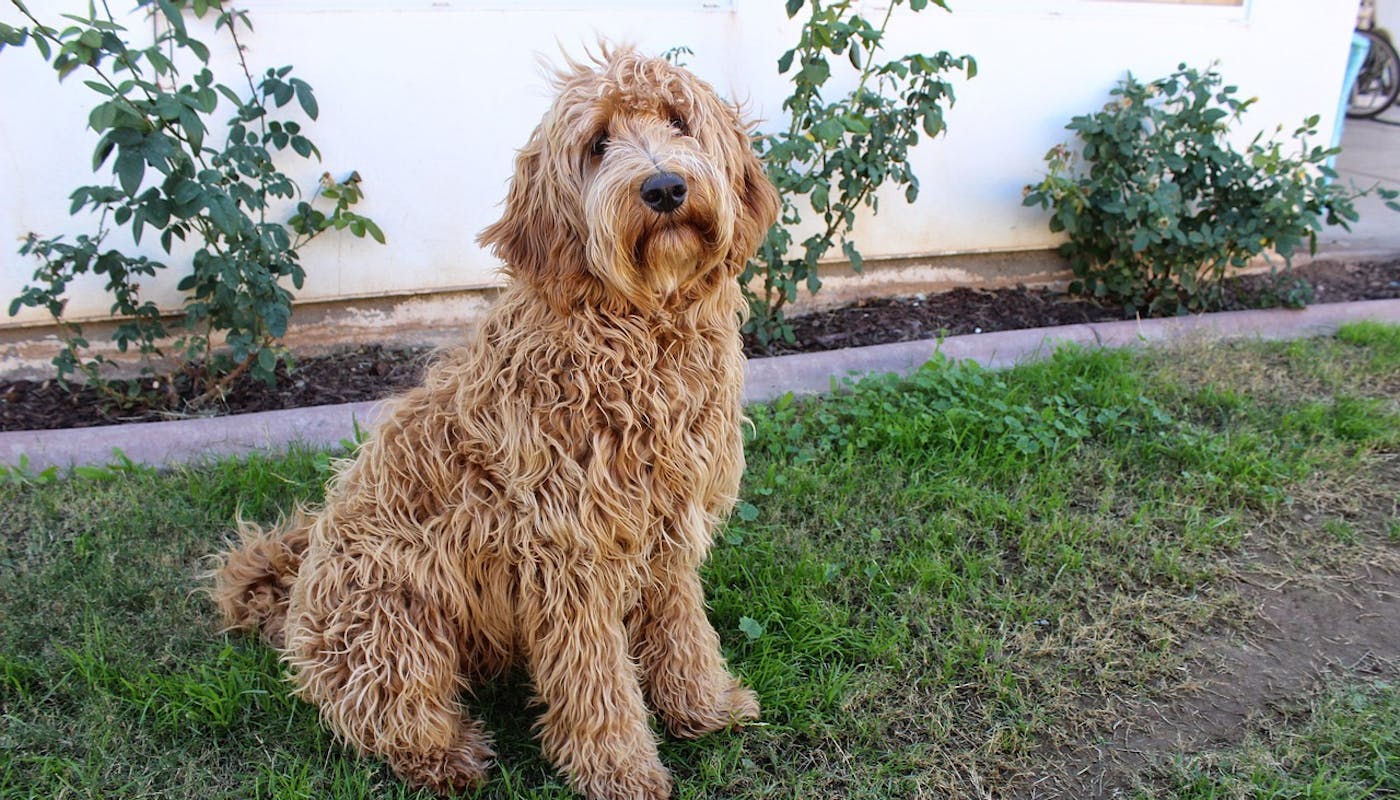gorgeous Labradoodle sitting in the garden