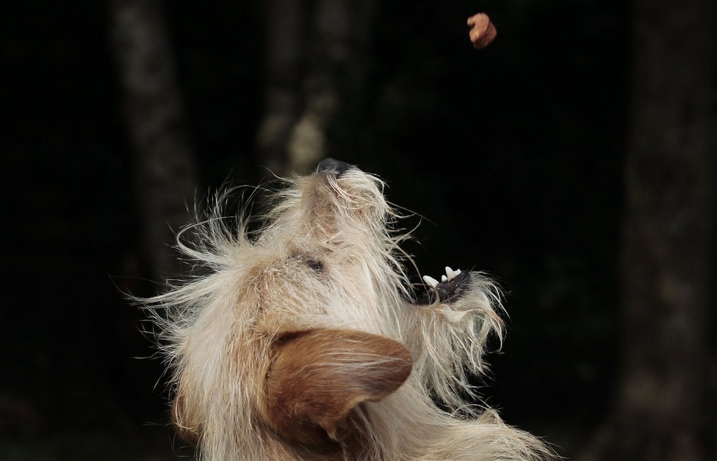 Doggo catching treat in the air 