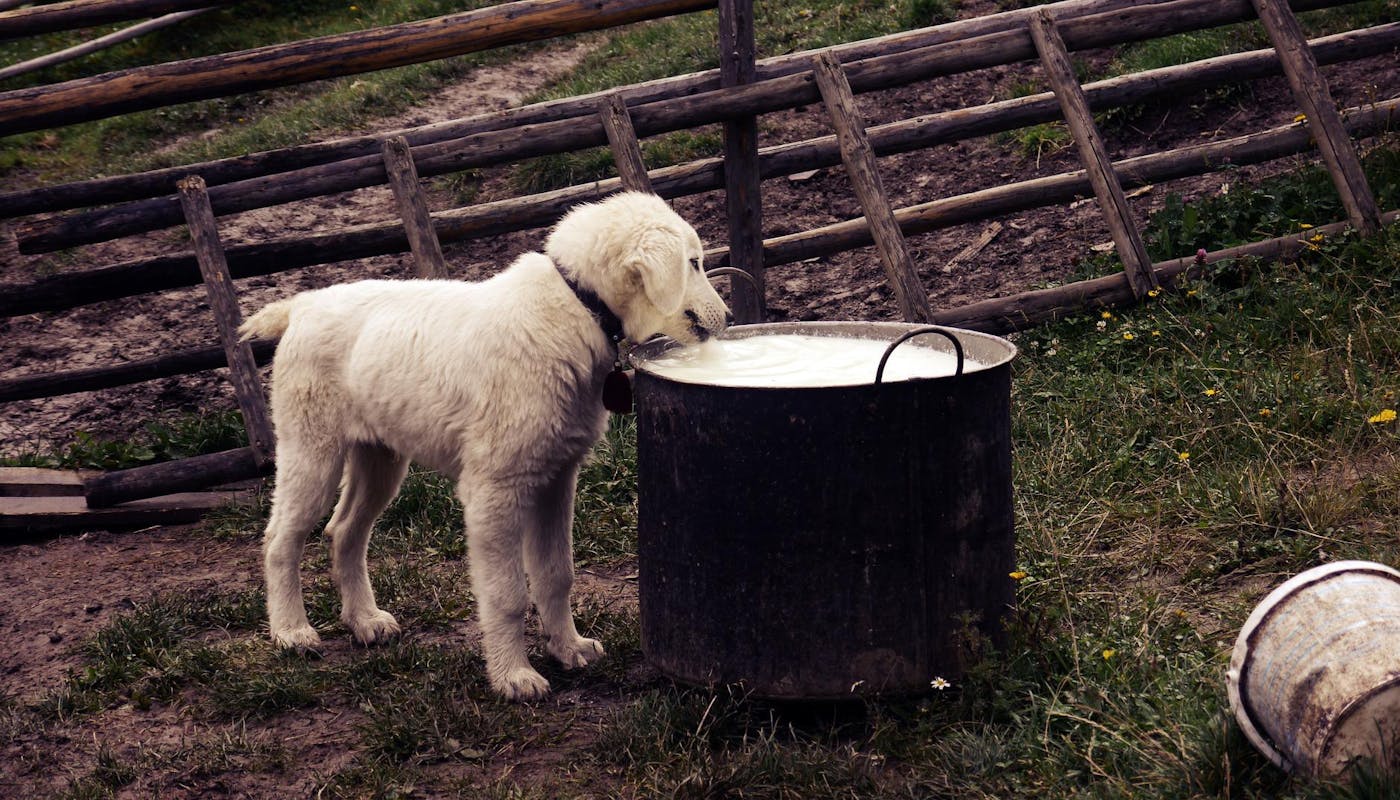 dog drinking a huge pot of broth 