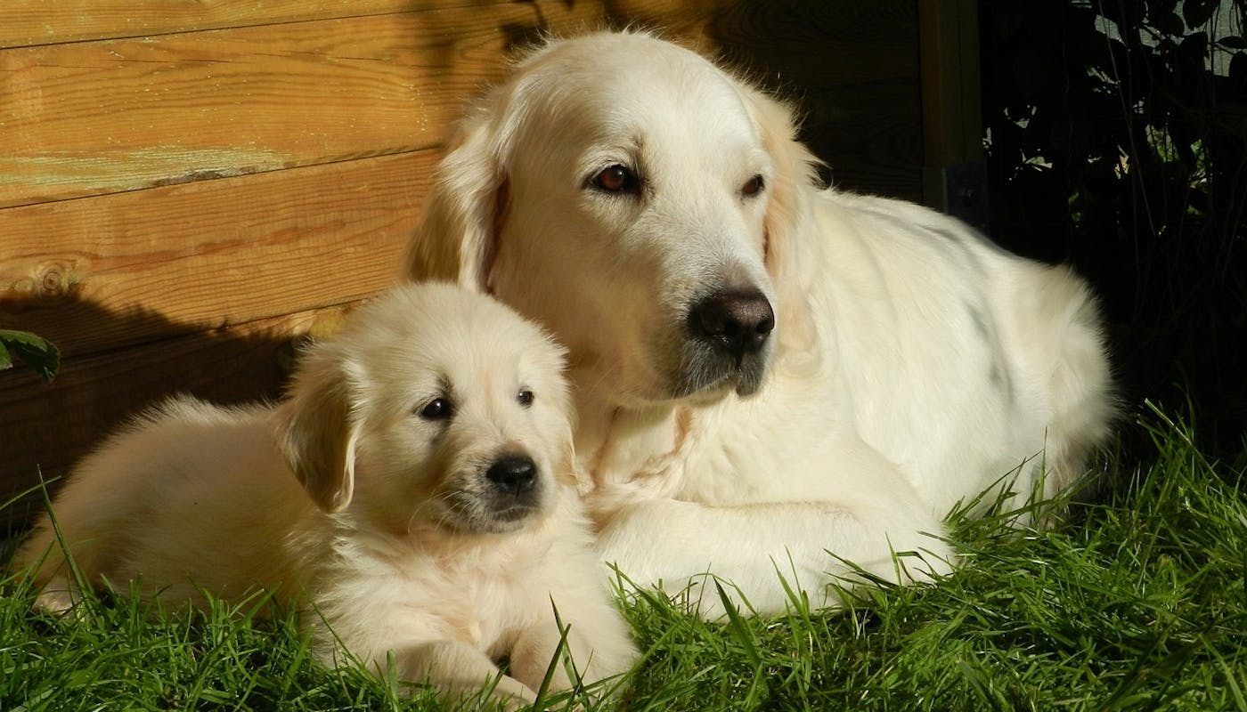 Golden Retriever mumma and pup lying on grass
