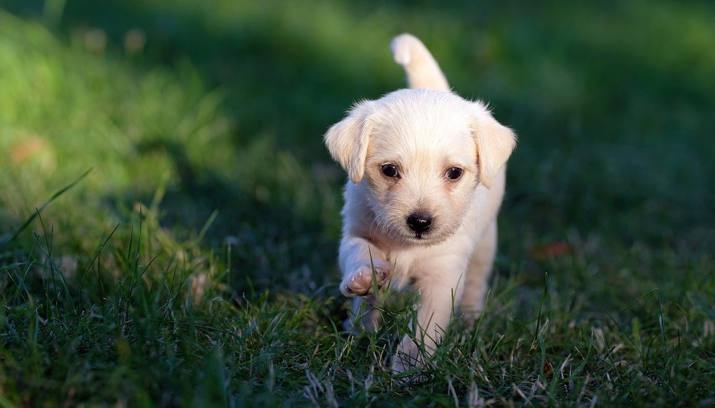 Cute little puppy trotting over the grass 
