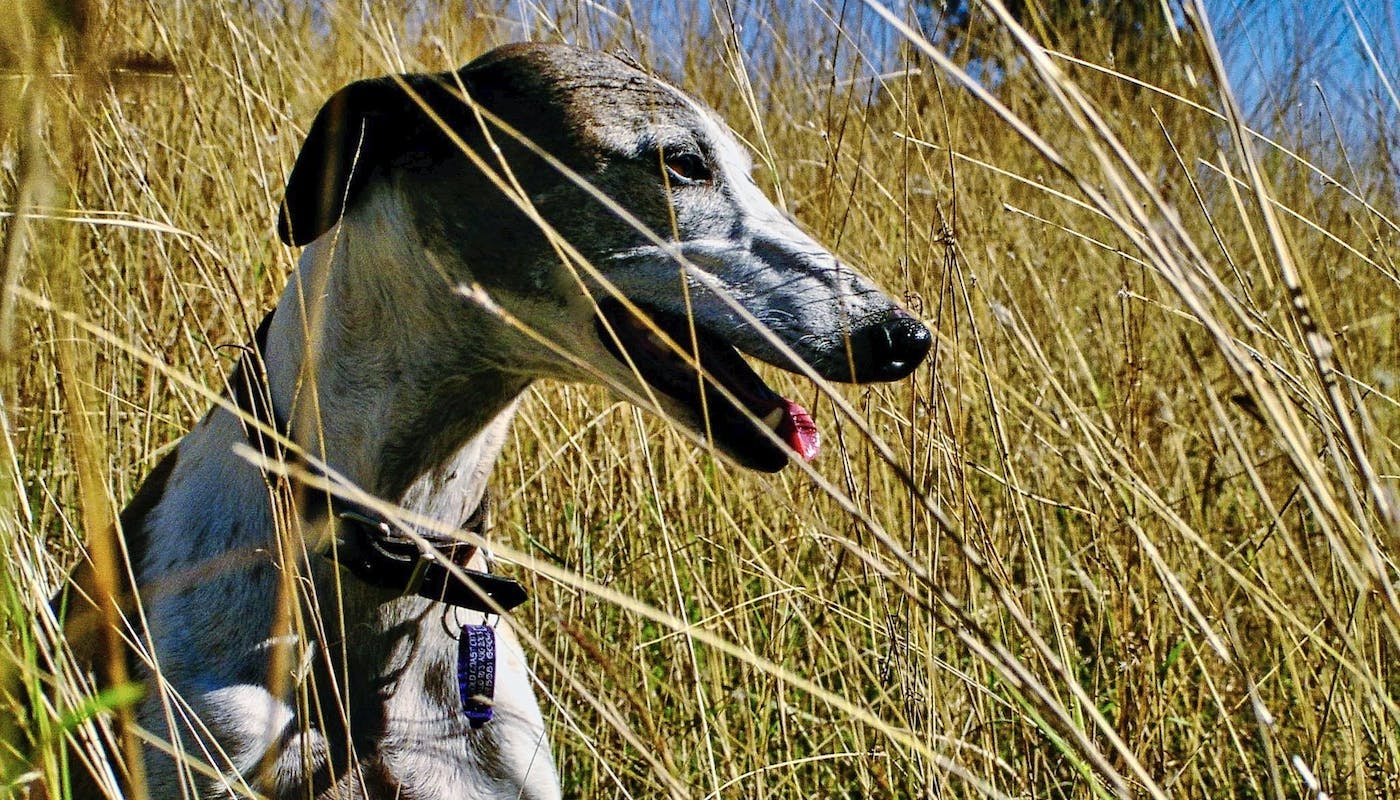 Sighthound in the grass