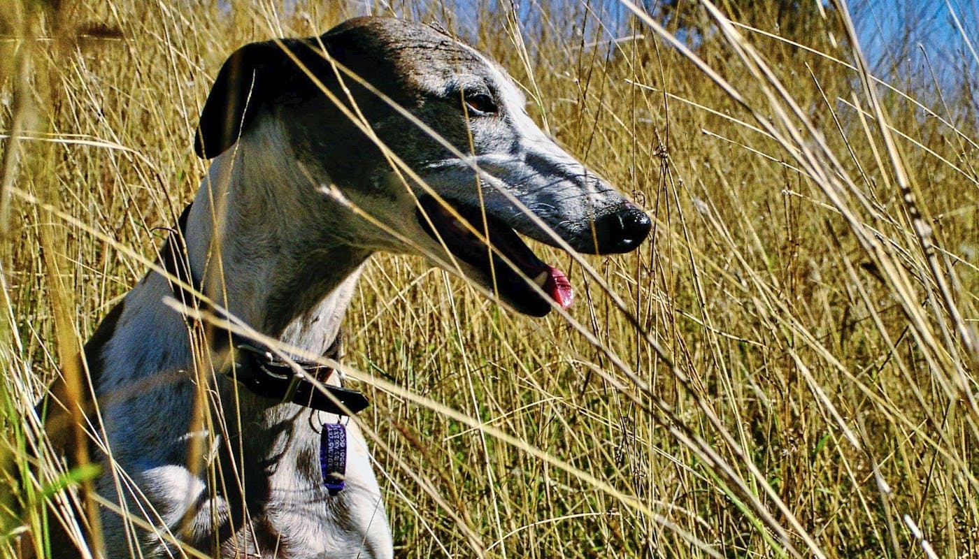 Sighthound in the grass