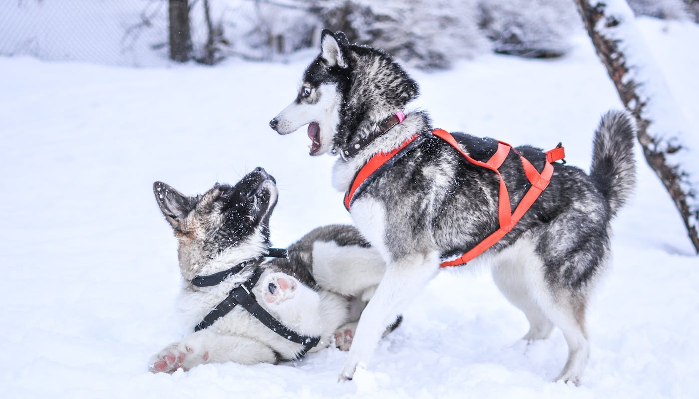 sled dogs playing in snow