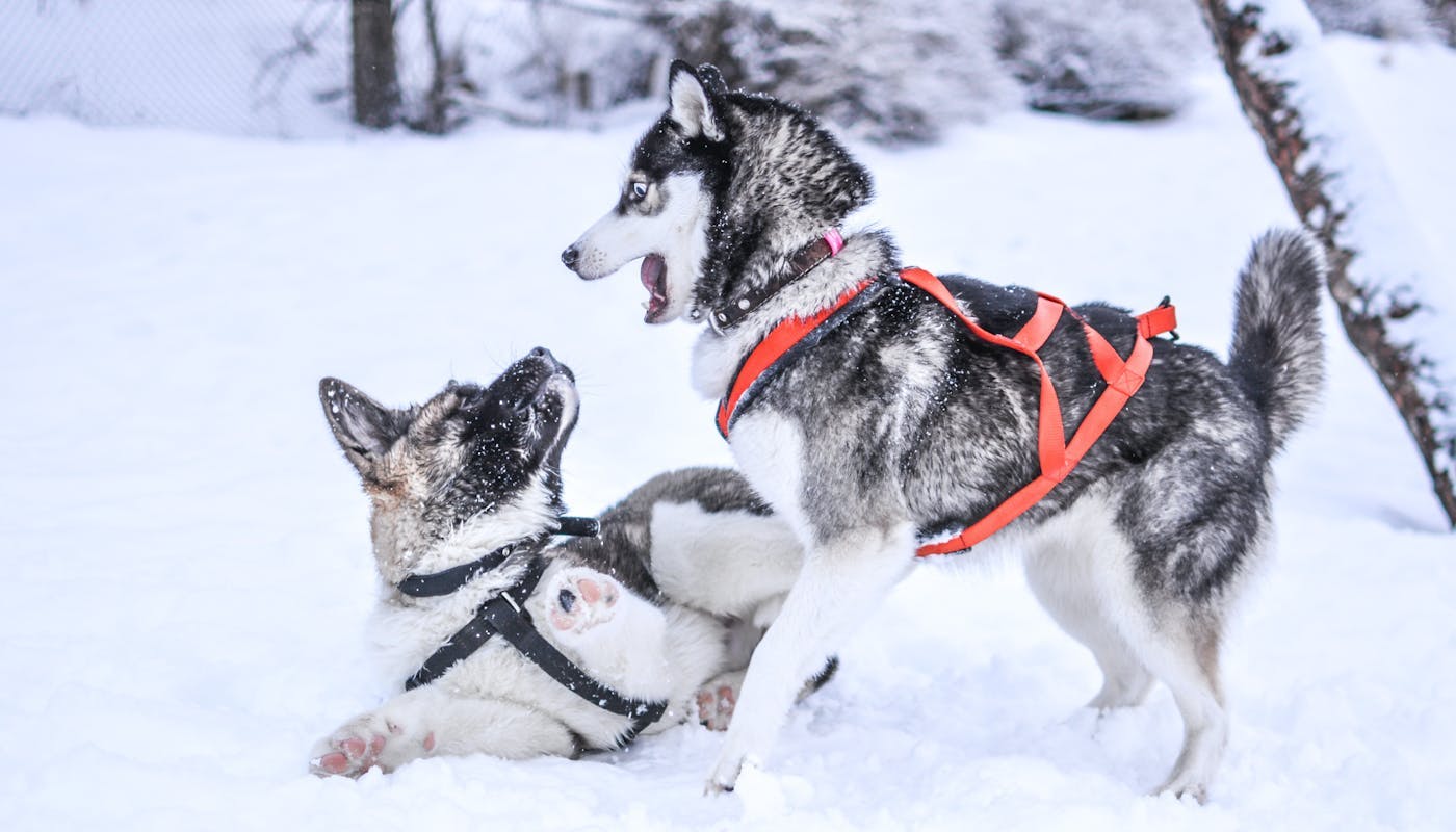 sled dogs playing in snow