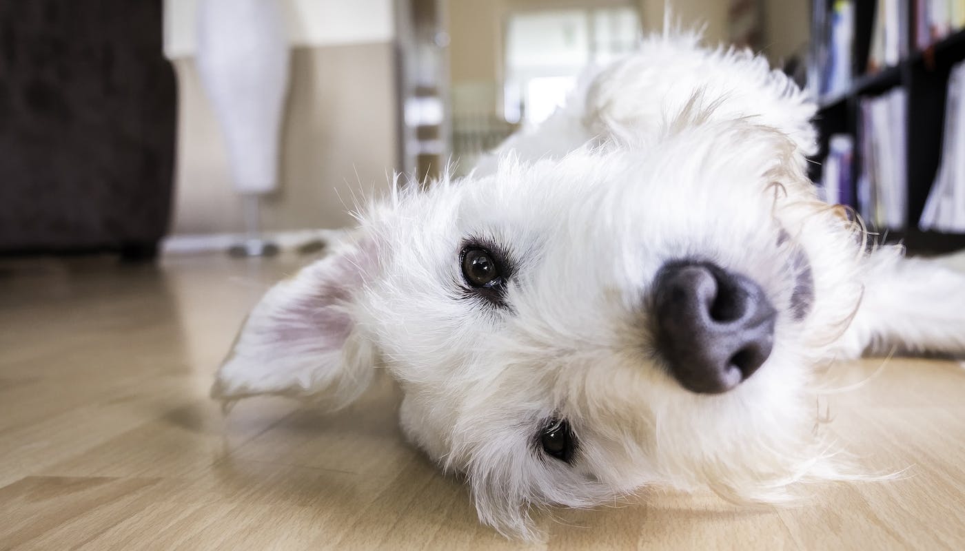 White dog lying on living room floor being a good boy