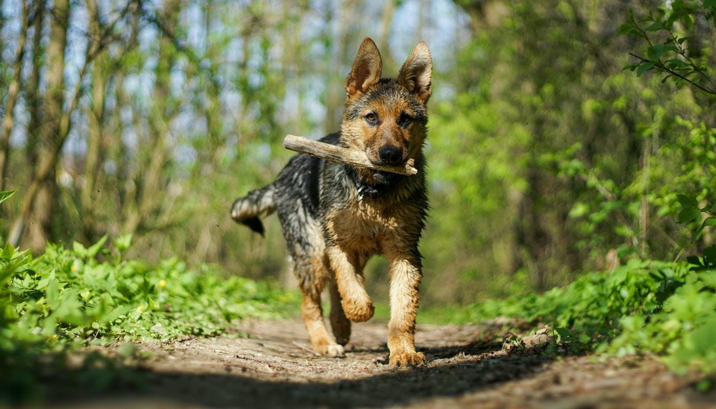 German Shepherd running with stick