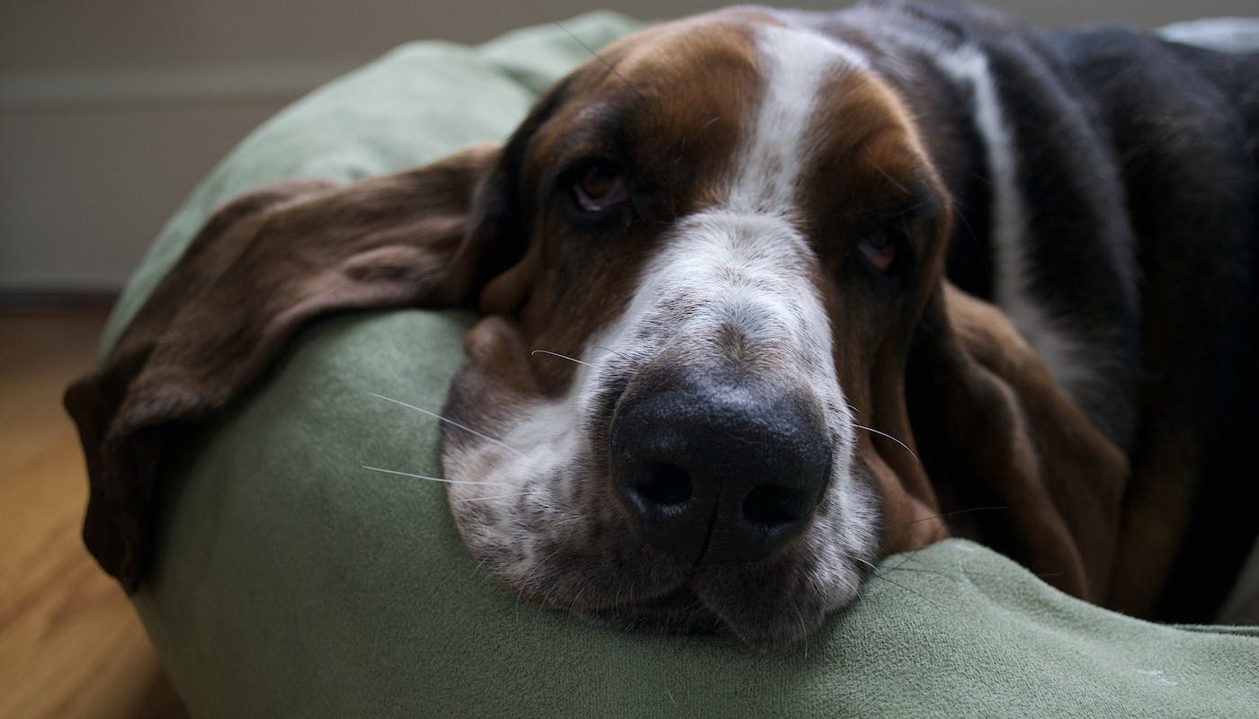 awesome basset hound with droopy ears on dog bed