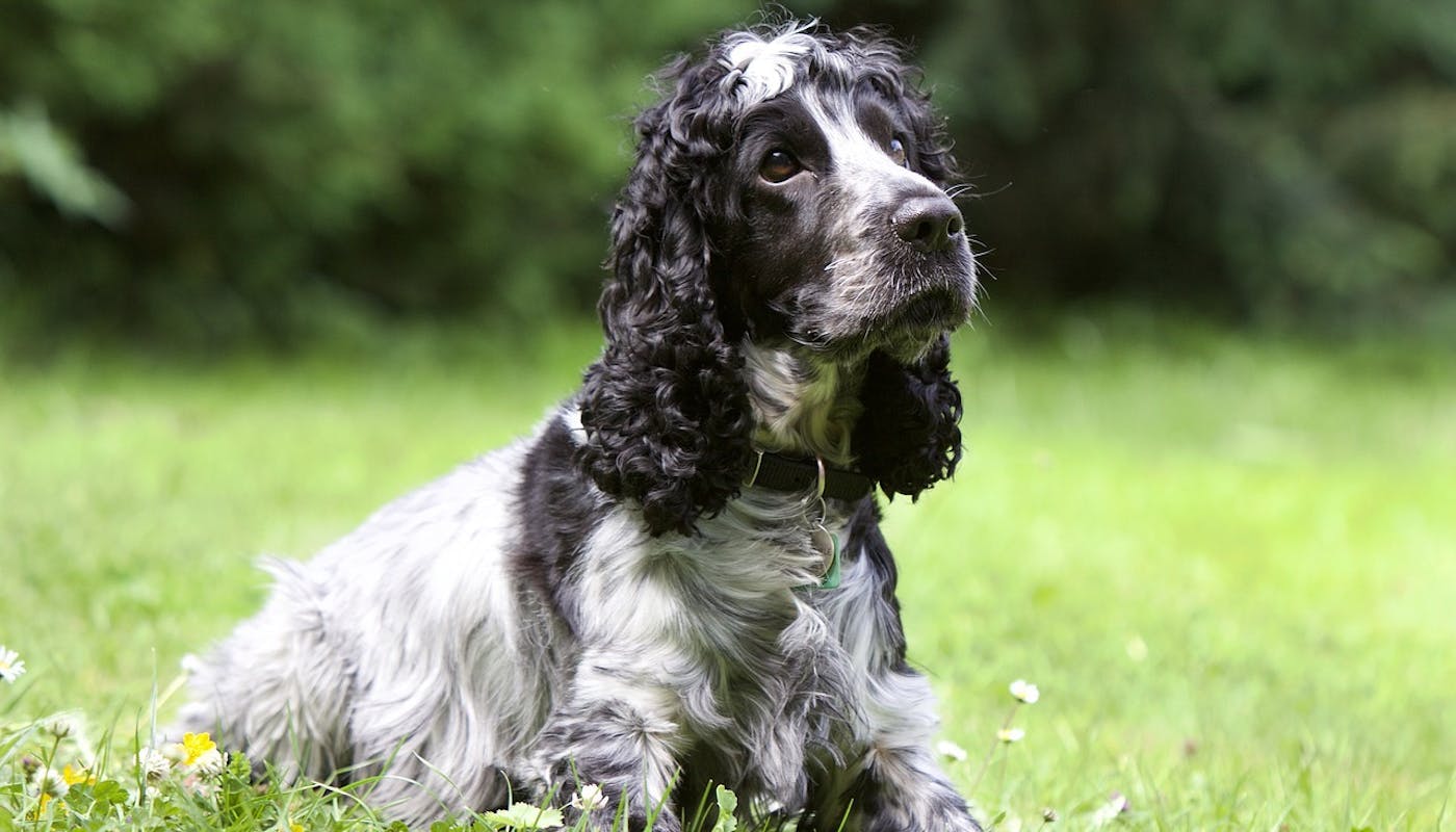 Black and white spaniel chilling on the grass 