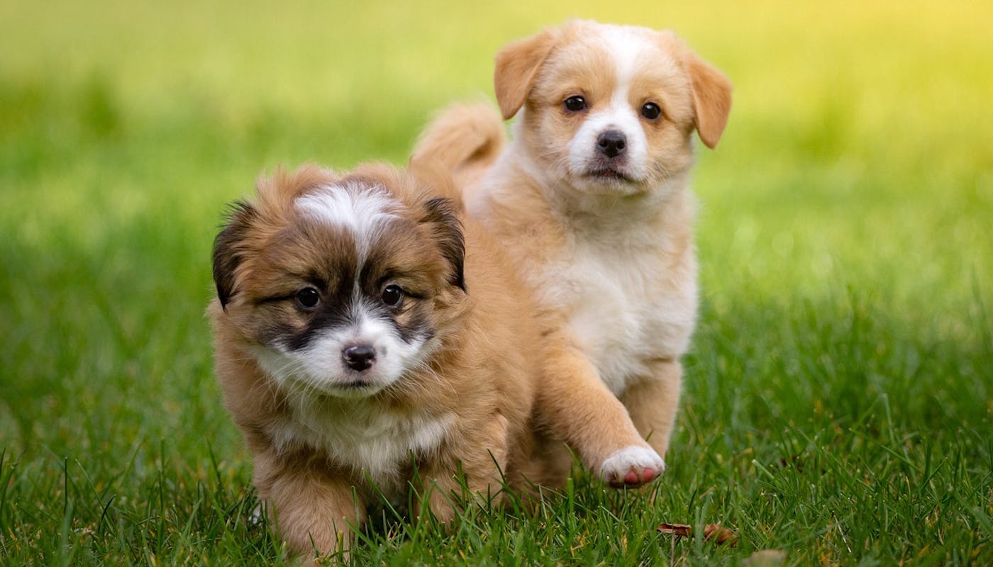 fluffy puppies playing on the grass 