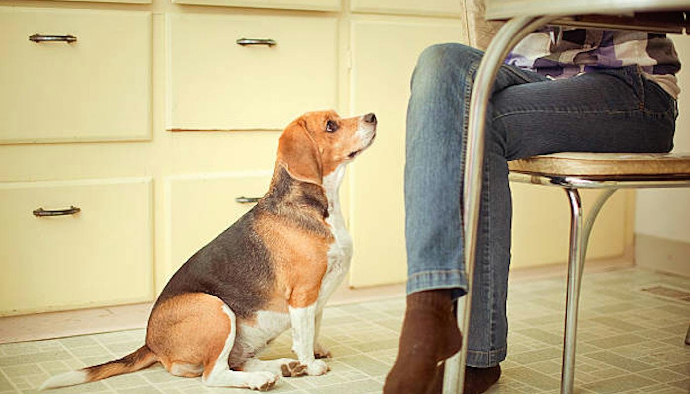 Beagle dog begging for food